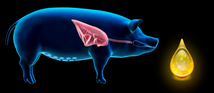 porco_oleo desafios respiratórios suínos óleos essenciais