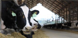 balanço energético negativo