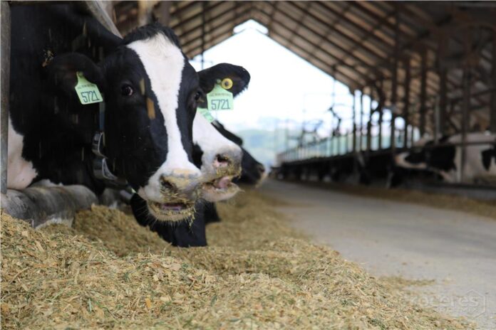 balanço energético negativo