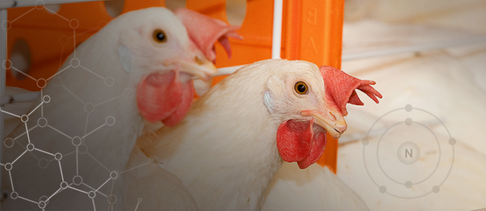 aminoácidos postura