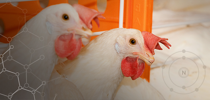 Atualização dos níveis de aminoácidos para poedeiras comerciais aminoácidos postura