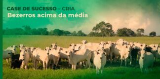 Fazenda Boqueirão Cria Tecnificada Bezerros
