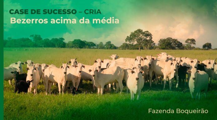 Bezerros são desmamados com até 270kg em Santo Antonio do Leverger (MT) Fazenda Boqueirão Cria Tecnificada Bezerros