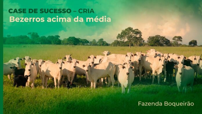 FazendaBoqueirao_Cria_Tecnificada Fazenda Boqueirão Cria Tecnificada Bezerros