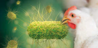 salmonelose aviária