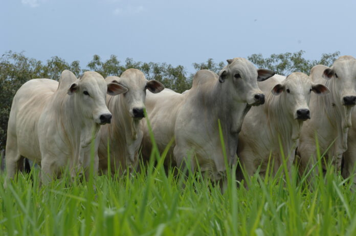 CAMPEOS PGP A NO CONFINAMENTO (26)