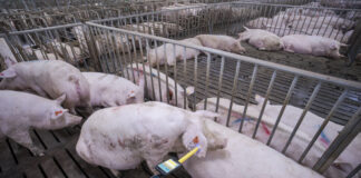 ferramentas tecnológicas