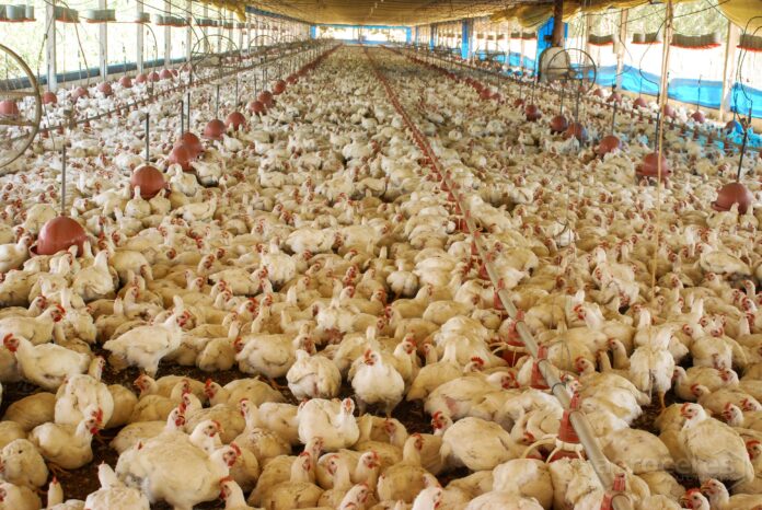 F2BC97-AVEC---0496-Aves-de-Corte