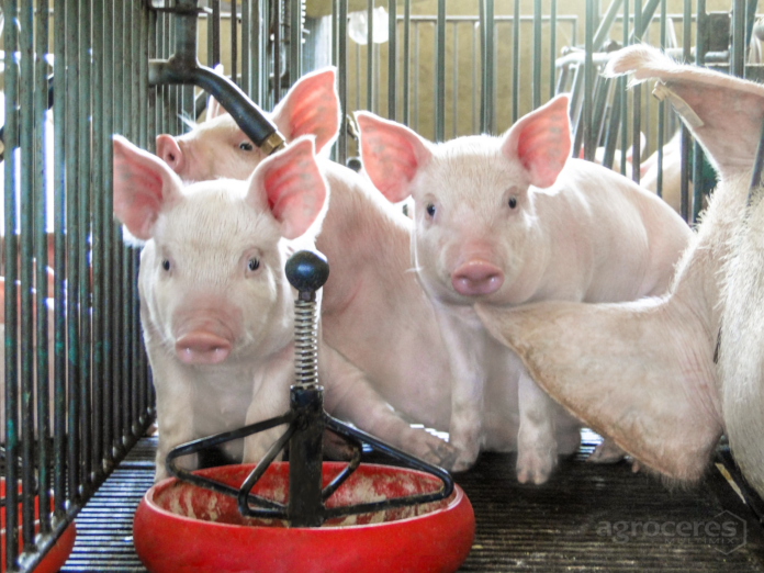 para ilustrar - Copia