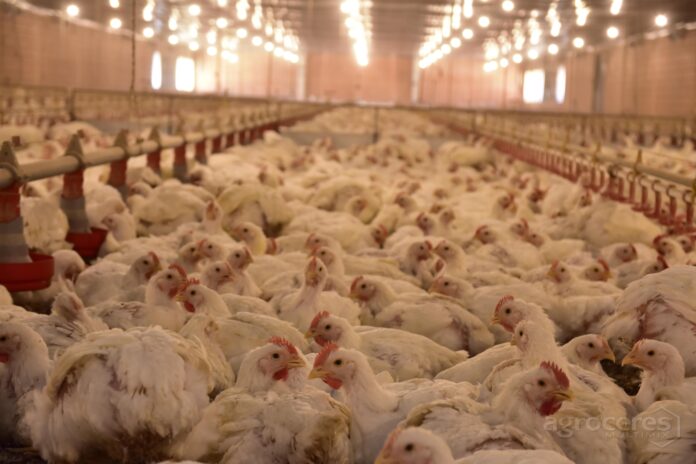 F22D888-AVEC---0659-Aves-de-Corte