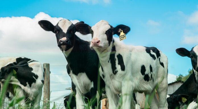 Como o balanceamento da dieta afeta o crescimento das novilhas?