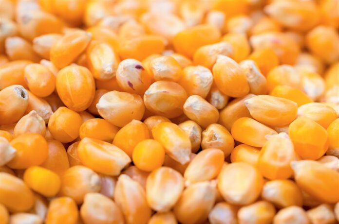 maize-nutritional-value