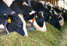 Período seco: qual a duração ideal?