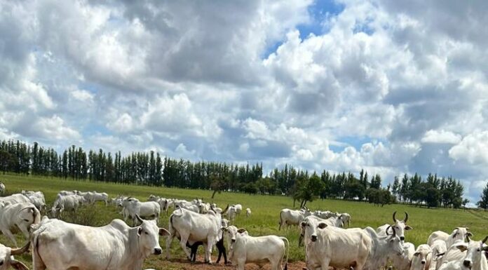 Desmama: muito mais que índices zootécnicos