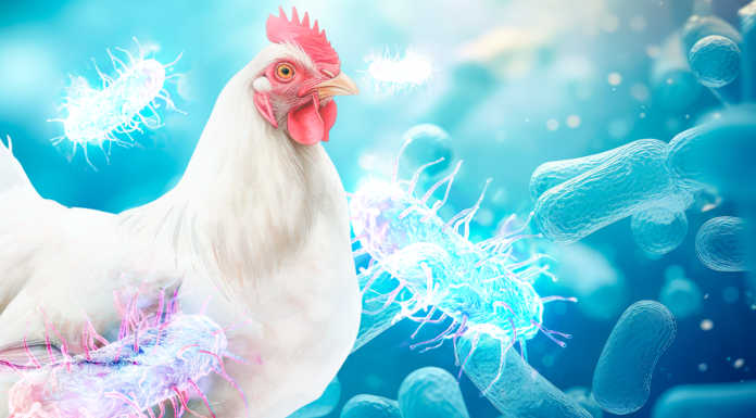 A nutrição como aliada no combate a Salmonella