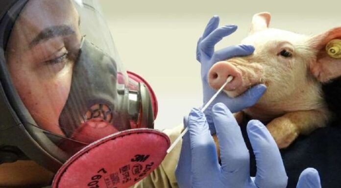 Influenza – a gripe de todos!