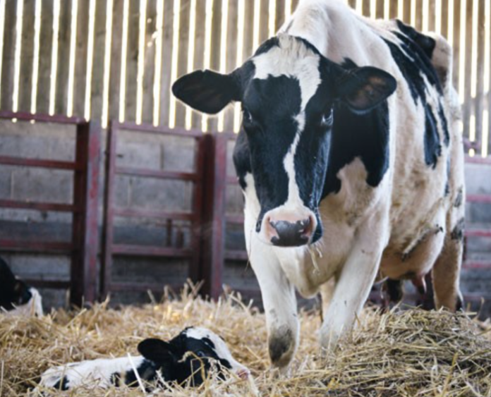 Captura de tela 2025-06-06 145028