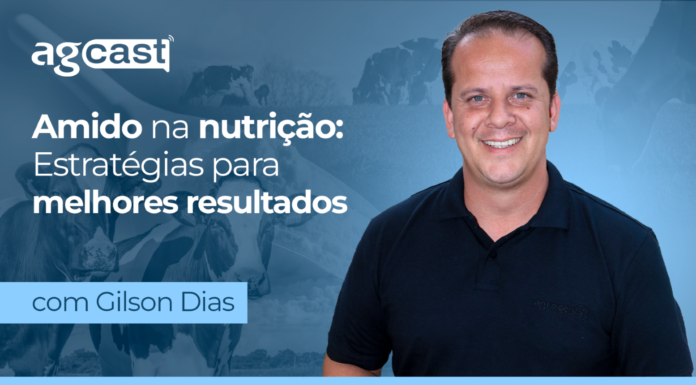 agCast | Amido na nutrição: estratégias para melhores resultados