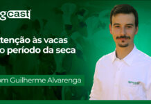 agCast | Atenção às vacas no período da seca