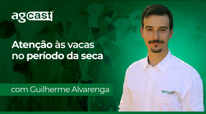 agCast | Atenção às vacas no período da seca