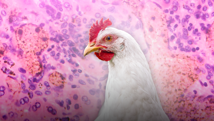 IMAGEM PARA ILUSTRAÇÃO AGBLOG