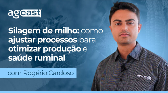 agCast | Silagem de milho: como ajustar processos para otimizar produção e saúde ruminal