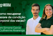 agCast | Como recuperar escore de condição corporal das vacas?