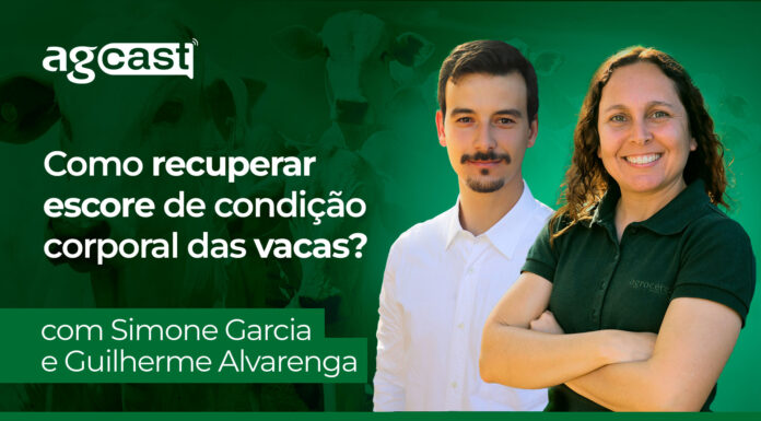 agCast | Como recuperar escore de condição corporal das vacas?