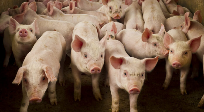 Impacto do uso de antibióticos em leitões após o nascimento