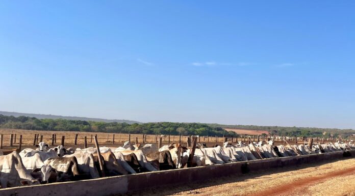 Seu confinamento está dando lucro ou apenas ganhando peso?