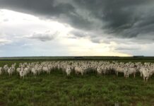 O desafio da rebrota: cuidados com o gado e o pasto na virada da Estação