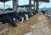 Efeitos da estabulação e resfriamento de vacas secas na lactação subsequente
