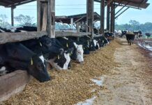 Efeitos da estabulação e resfriamento de vacas secas na lactação subsequente