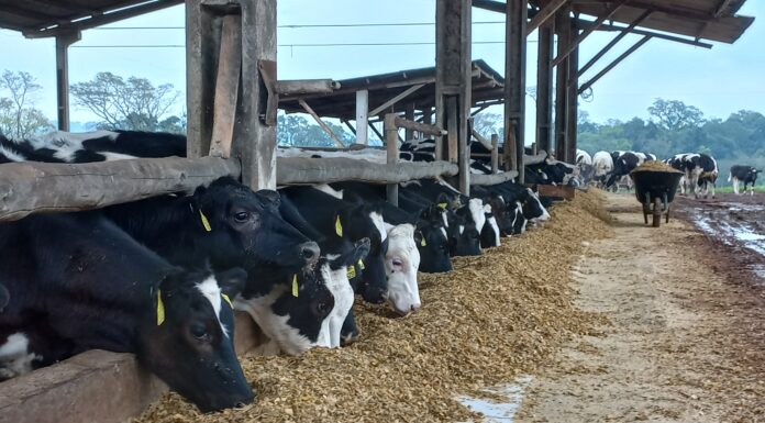 Efeitos da estabulação e resfriamento de vacas secas na lactação subsequente