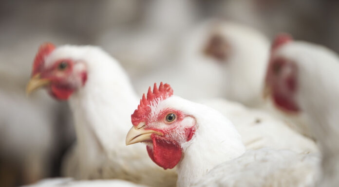 Influência da ambiência na prevalência da Síndrome Ascítica