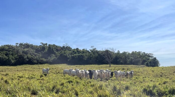 Transição águas/seca: não deixe o lucro da safra sumir no outono