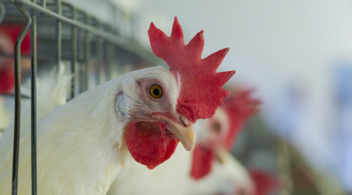 Afinal, o que acontece com as galinhas na Quaresma?