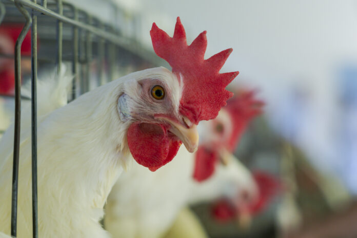 home-pagina de produto aves